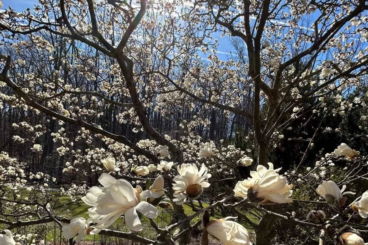 star magnolia tree flowers branches sunshine blue sky