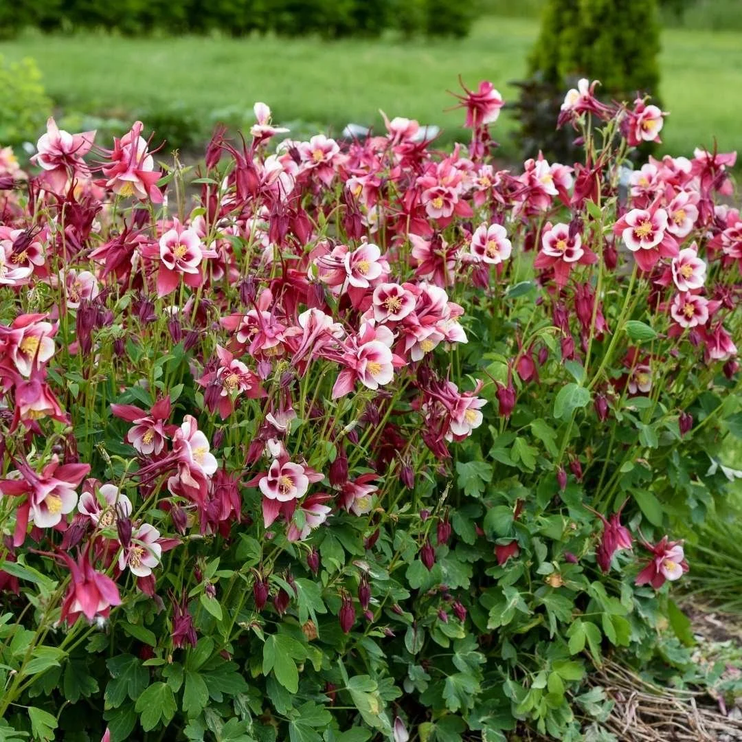 early bird red white columbine growing in hummingbird garden bed next to lawn.