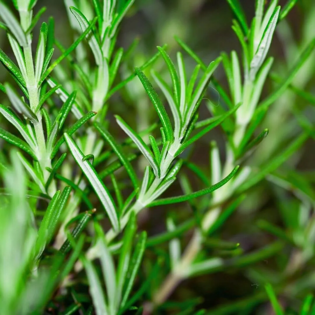 Close-up of healthy rosemary stems with fresh green leaves.