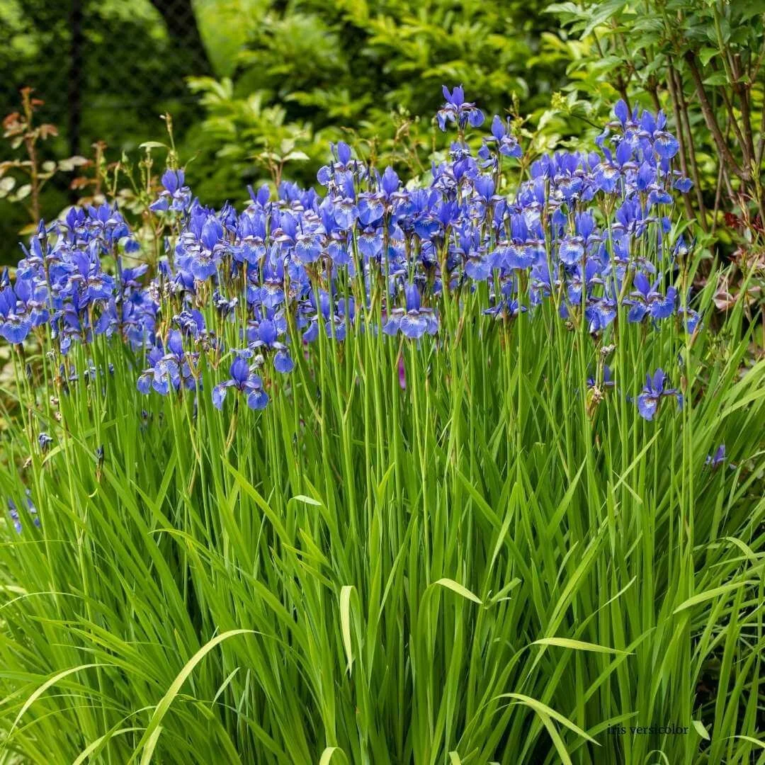 clump of blue flag iris perennials flowering in garden with other plants behind
