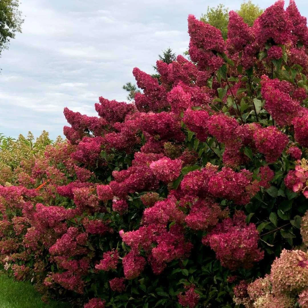 Berry White panicle hydrangea with deep red fall flowers in a mass border planting next to a lawn