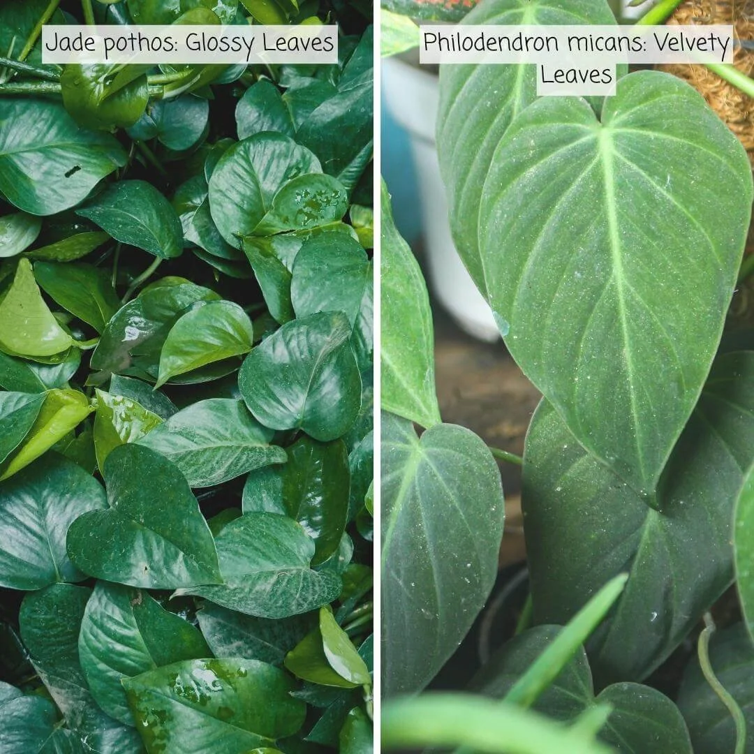 Side-by-side comparison of glossy green Jade pothos leaves and velvety micans philodendron leaves