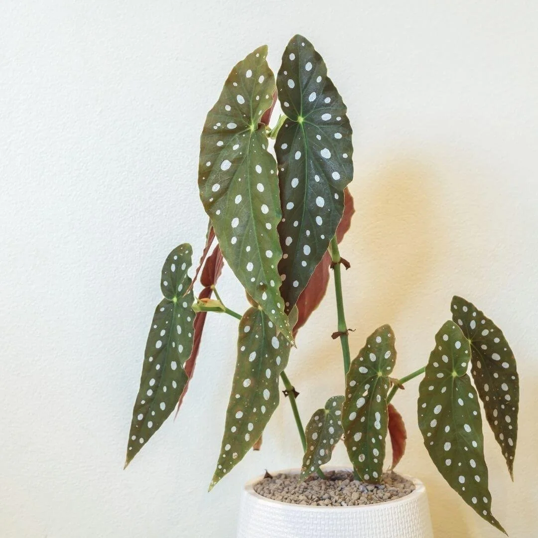5 Houseplants That Look Expensive