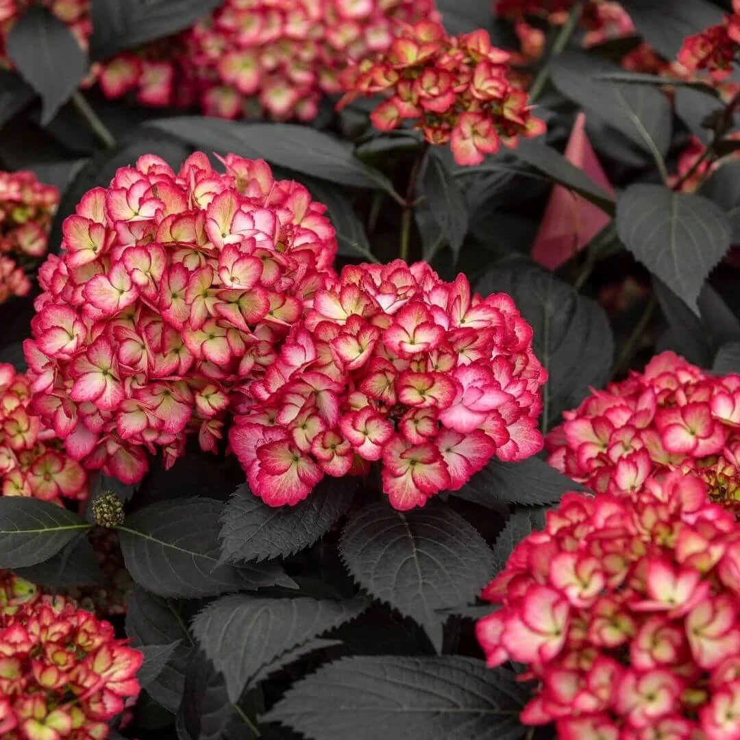 Closeup of Eclipse bigleaf hydrangea with dramatic dark purple-black foliage and cream pink edged mophead flowers
