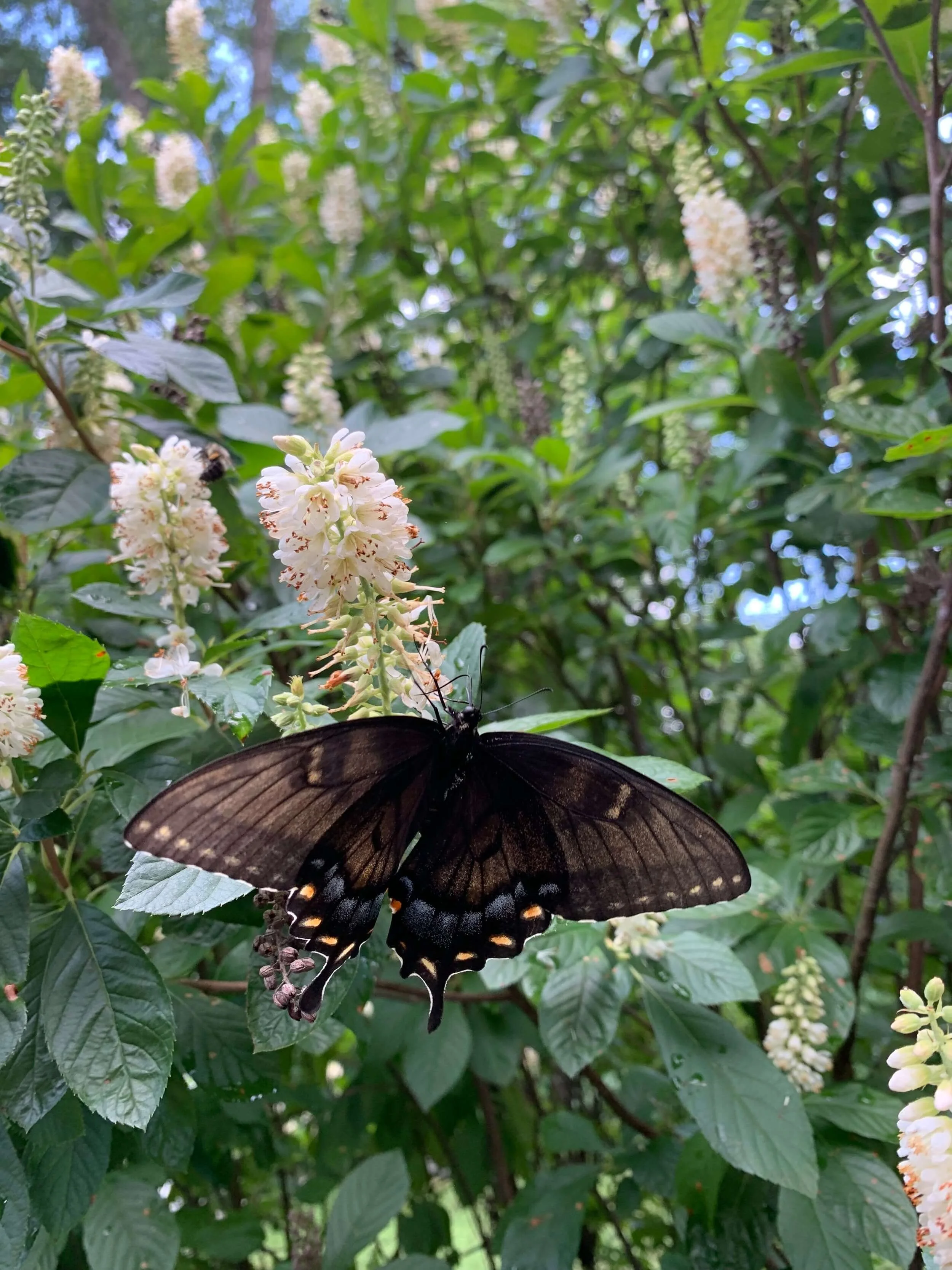 Nurturing Nature's Beauties 5 Essential Nectar Plants for your