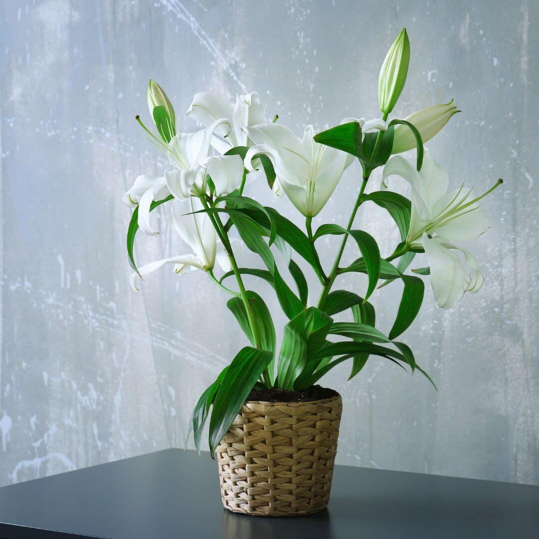 Potted white lily in bloom on a table