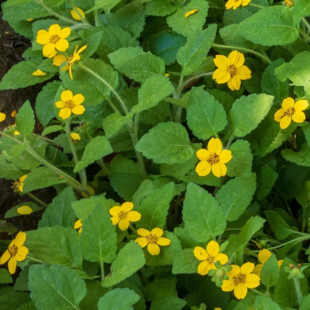 a low growing ground cover plant with pointed green leaves and small yellow flowers with 5 petals each