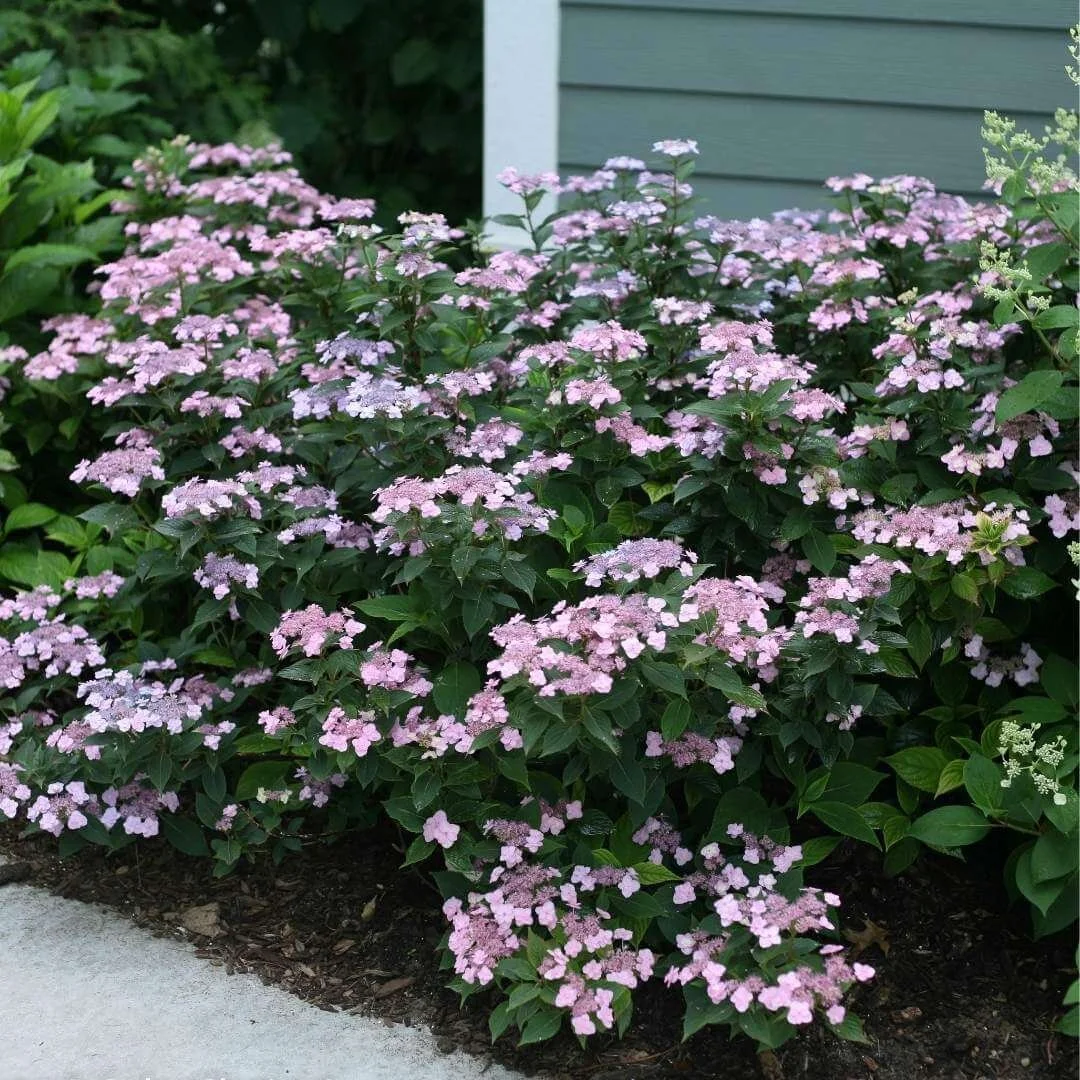 Tiny Tuff Stuff mountain hydrangea, a compact hydrangea type, planted along a home foundation
