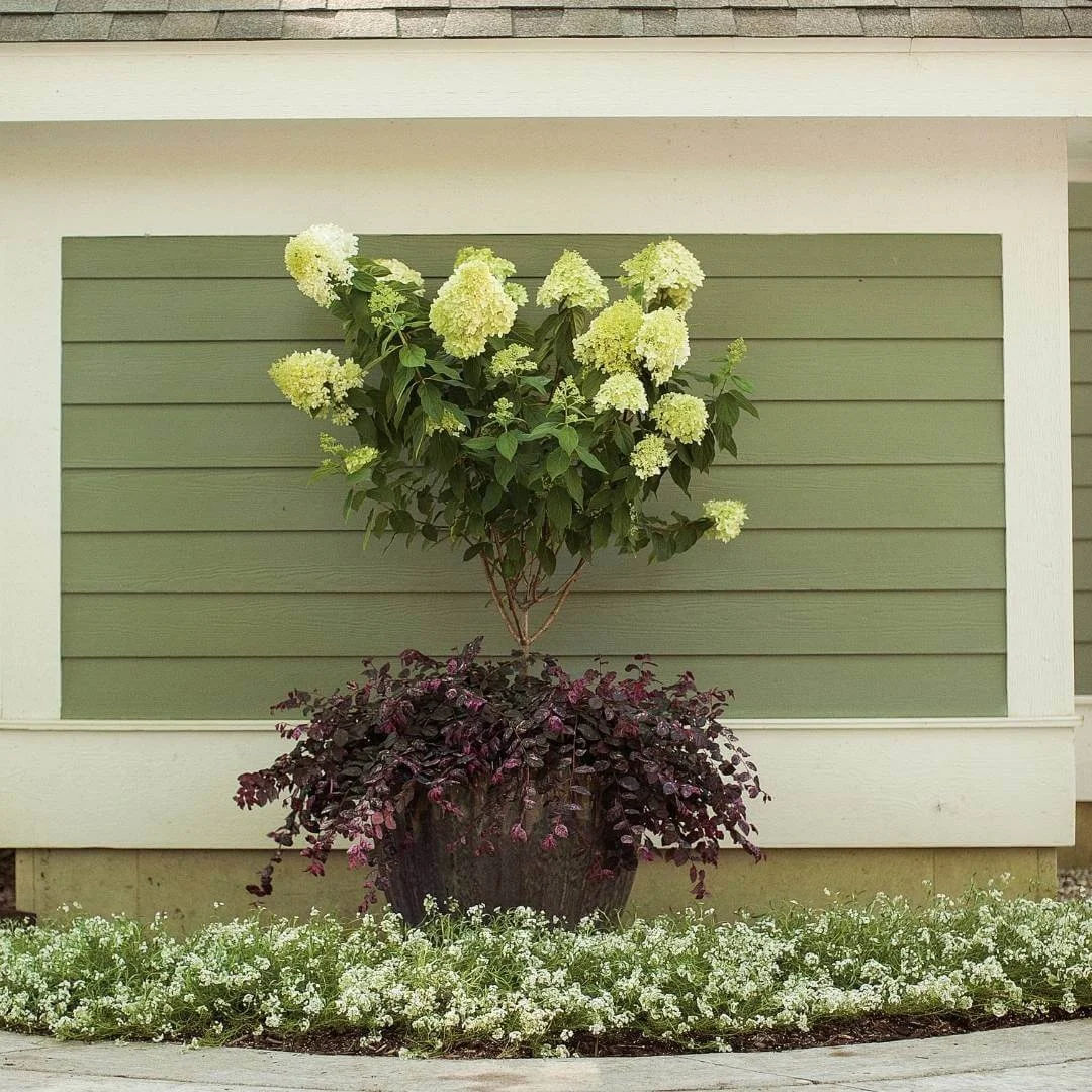 Limelight hydrangea tree form planted in a container alongside Jazz Hands loropetalum in a garden bed next to a walkway in front of a building