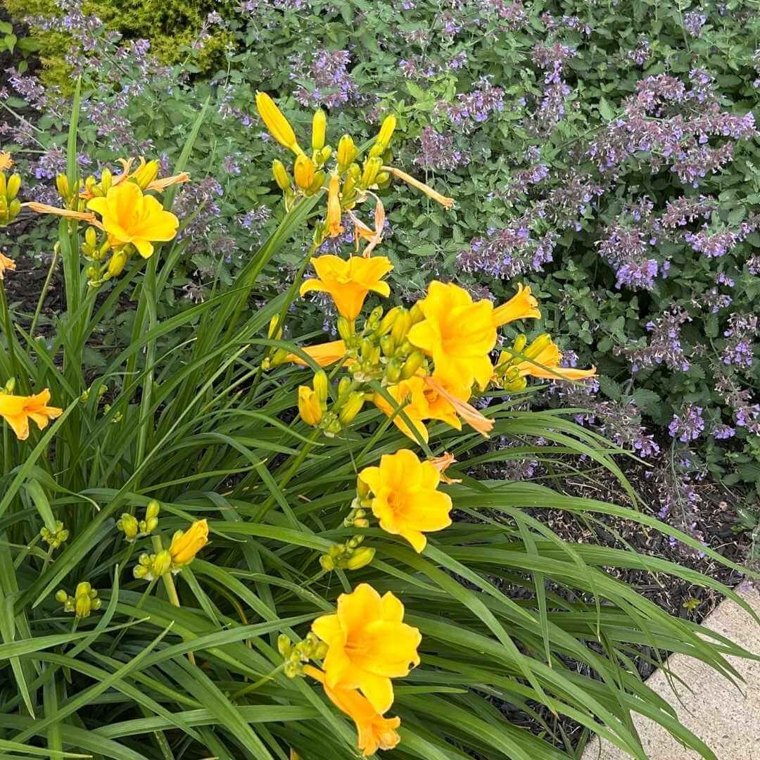 yellow daylily and catmint perennial plants growing in garden bed next to each other