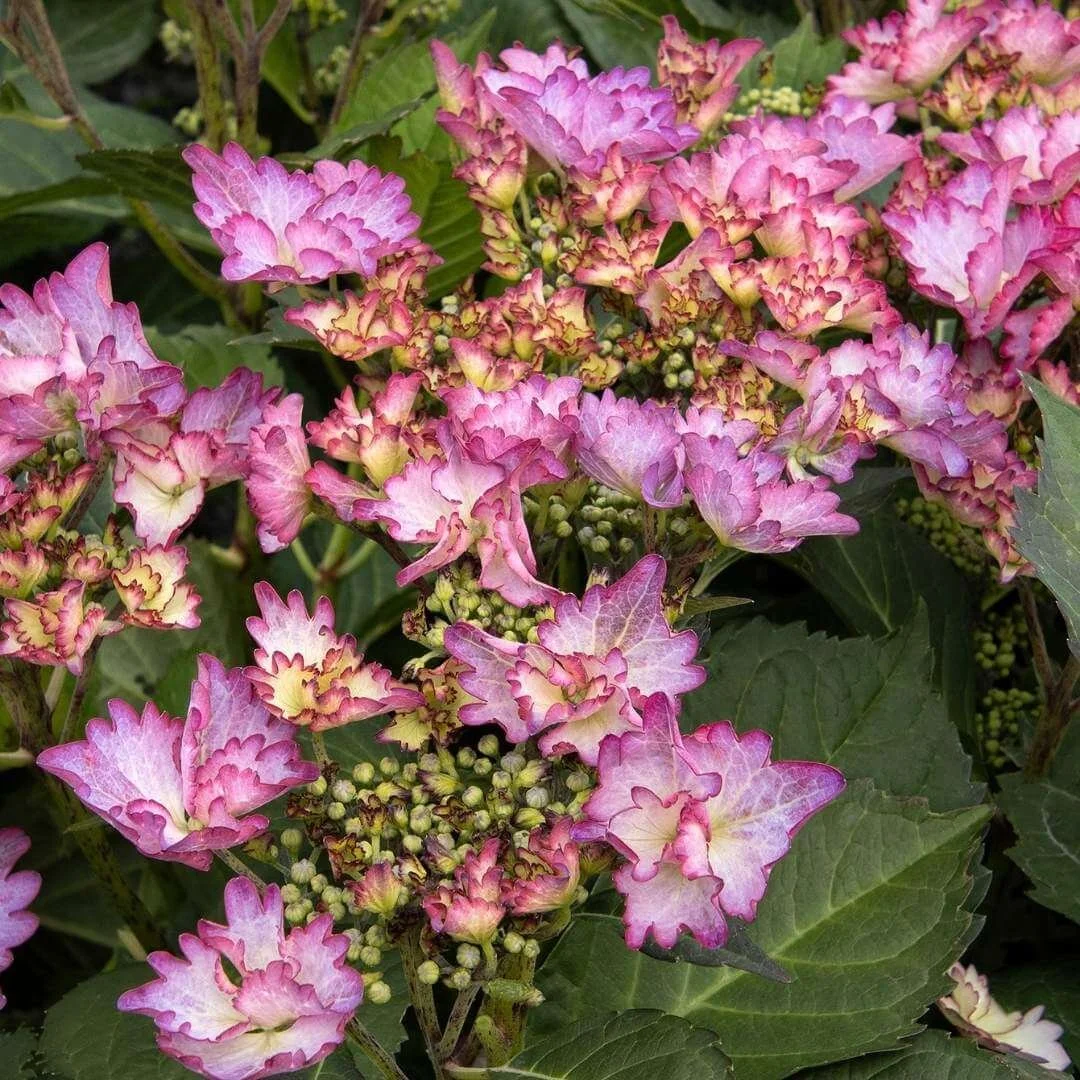 Close-up of pink lacecap flowers on Seaside Serenade Crystal Cove bigleaf hydrangea
