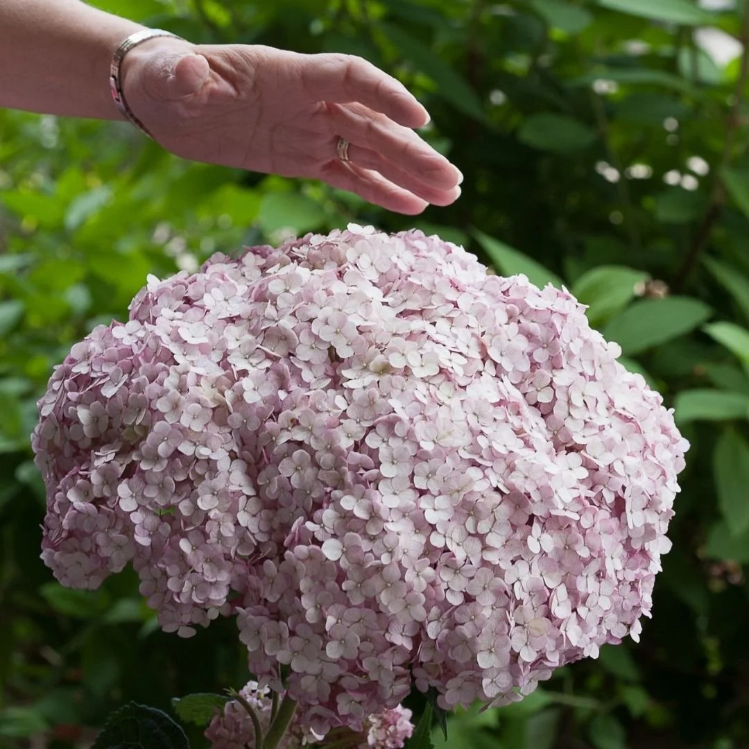 a hand next to an incrediball blush flower showing scale of large smooth hydrangea flower.