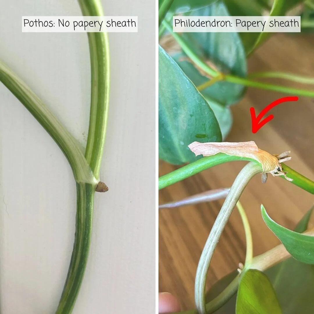 Side-by-side stem comparison showing a pothos node without a papery sheath and a heartleaf philodendron with an arrow pointing to its dried leaf sheath
