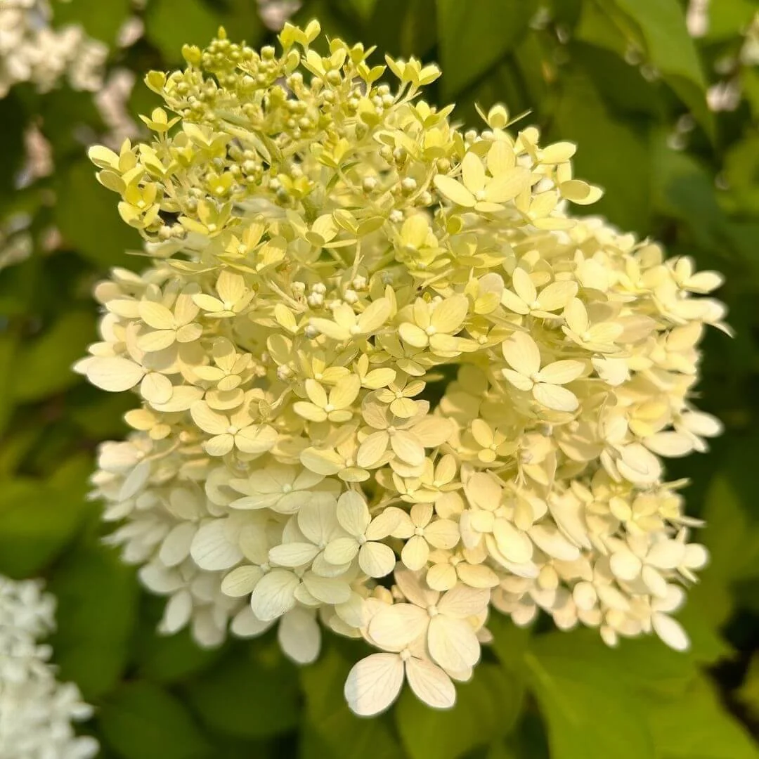Closeup of a Limelight hydrangea flower in creamy white with a slight green tint at the top