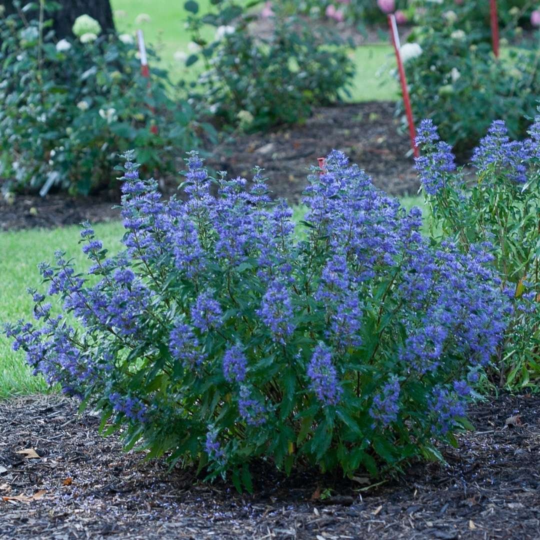 10 Butterfly Bush Alternatives — Plant and Bloom Design Studio