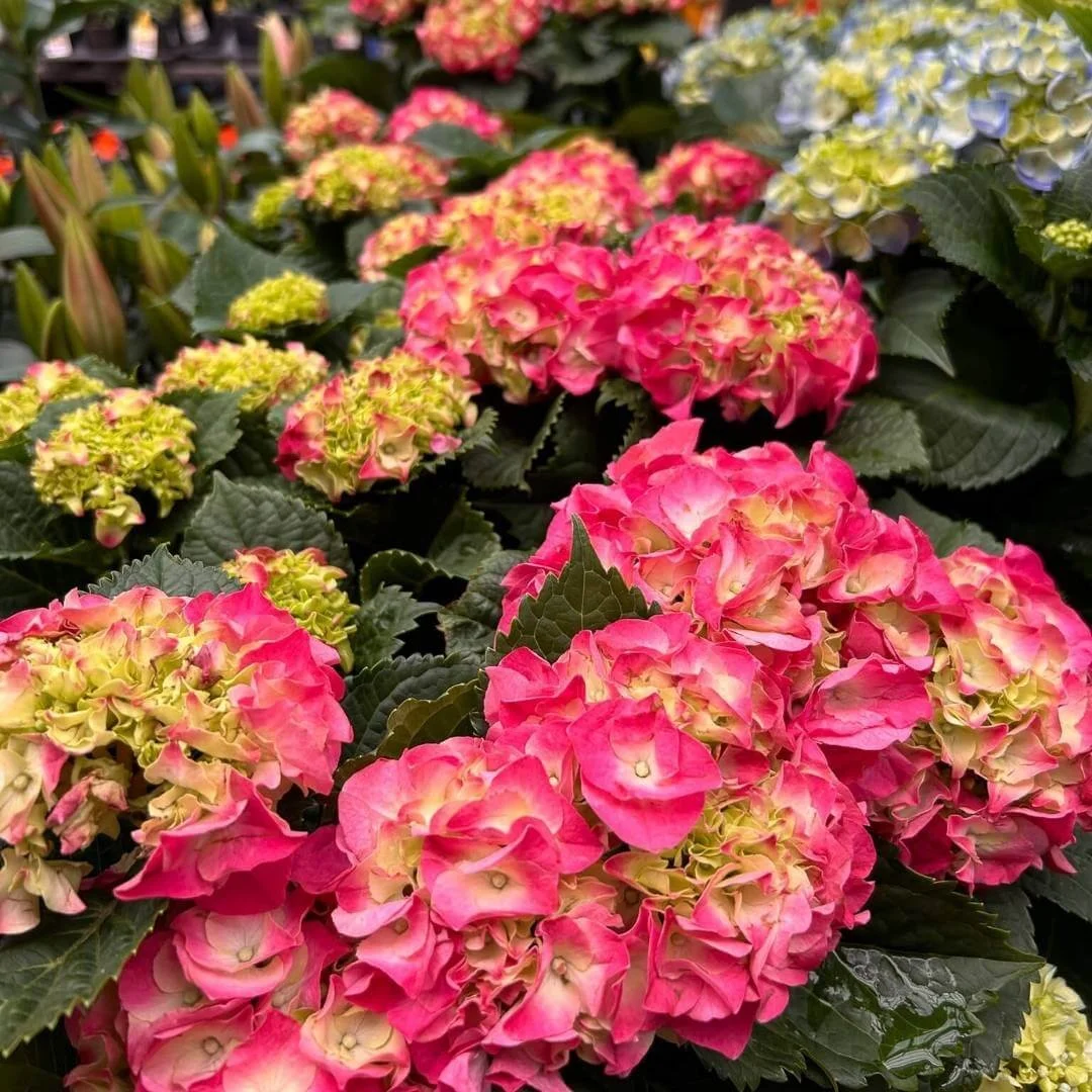 Display of potted hydrangeas with bright pink flowers at a nursery.