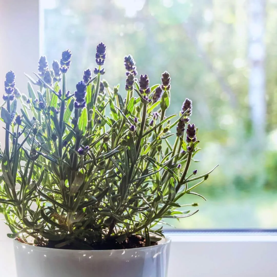 Potted lavender plant growing on a sunny windowsill