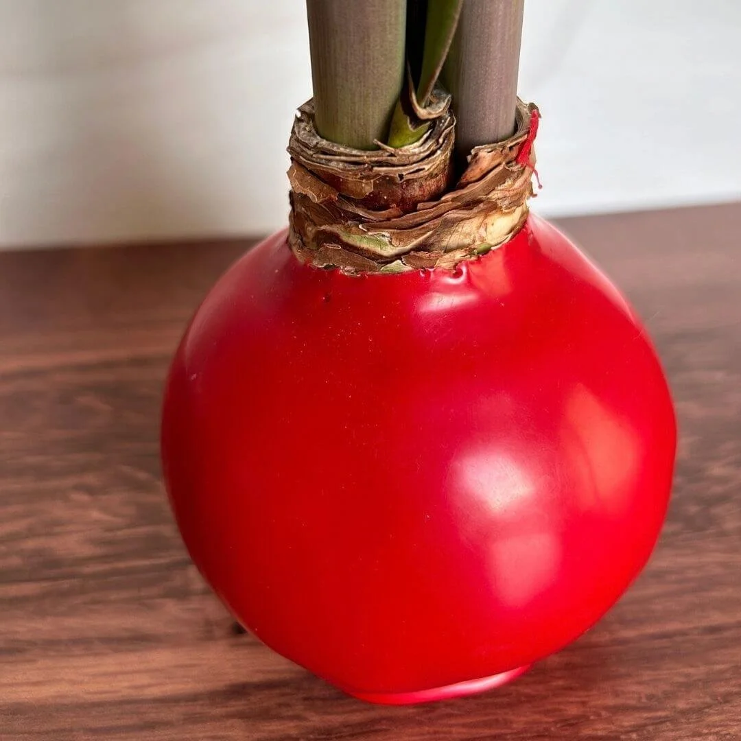 Close-up of the red wax coating on an amaryllis bulb