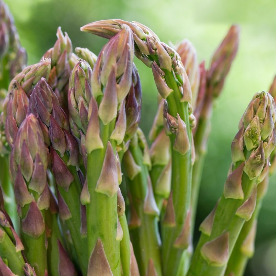 Closeup of asparagus stalks in garden