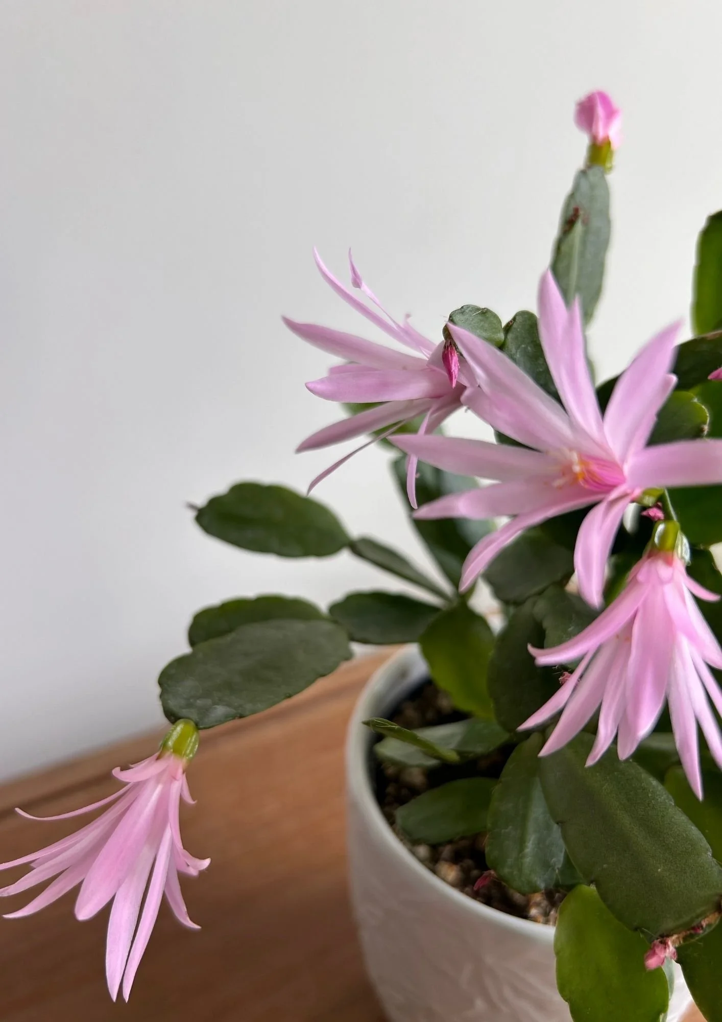 My Easter cactus flowering with pale pink blooms