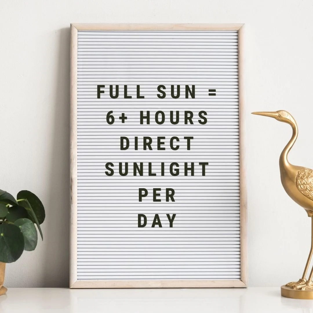 a letter board with text defining full sun for plants next to gold bird and pilea houseplant