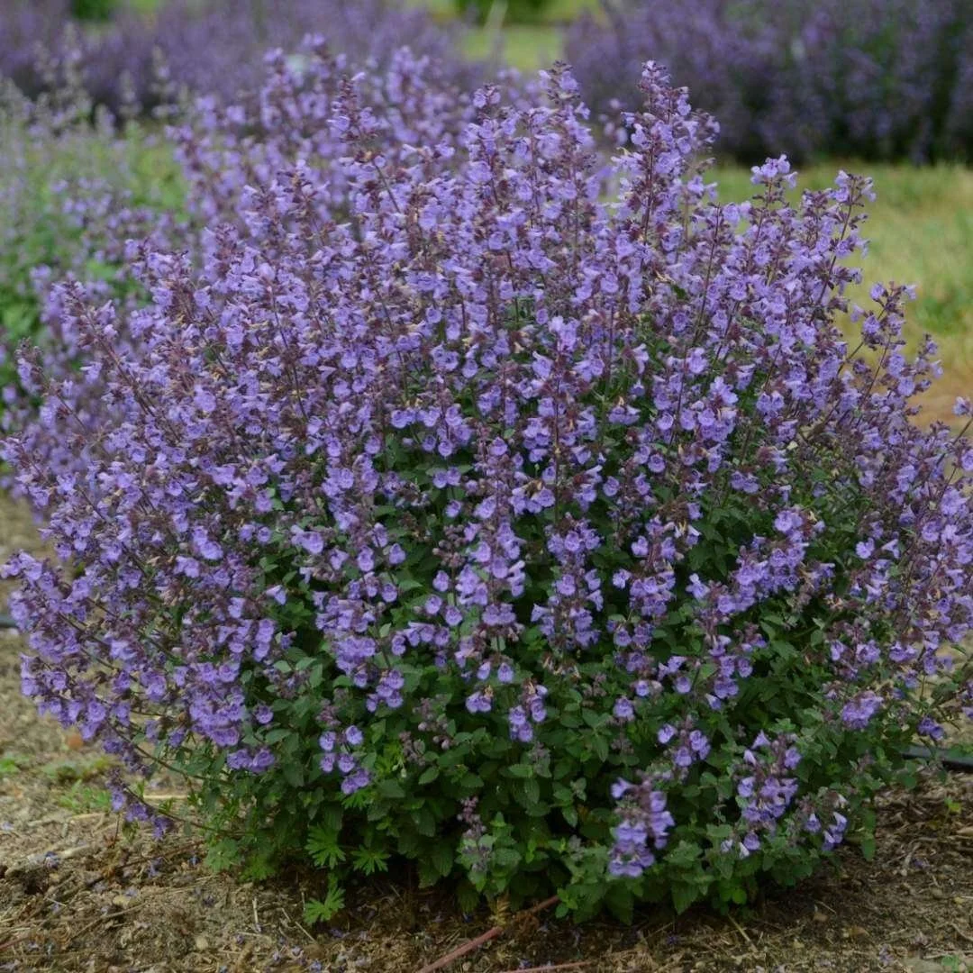 Kitten Around catmint (Nepeta faassenii) covered in purple blue flowers, compact mounded habit