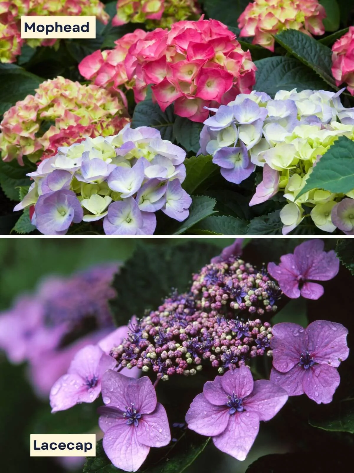 Side-by-side comparison of bigleaf hydrangea mophead and lacecap flowers showing 2 different hydrangea types