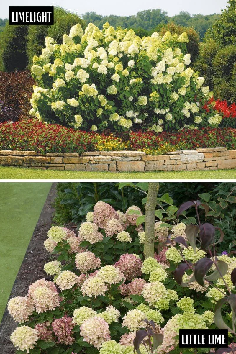 Side by side comparison of Limelight hydrangea in a large raised garden bed with stone wall and Little Lime hydrangea planted at the base of a tree in an edged garden bed