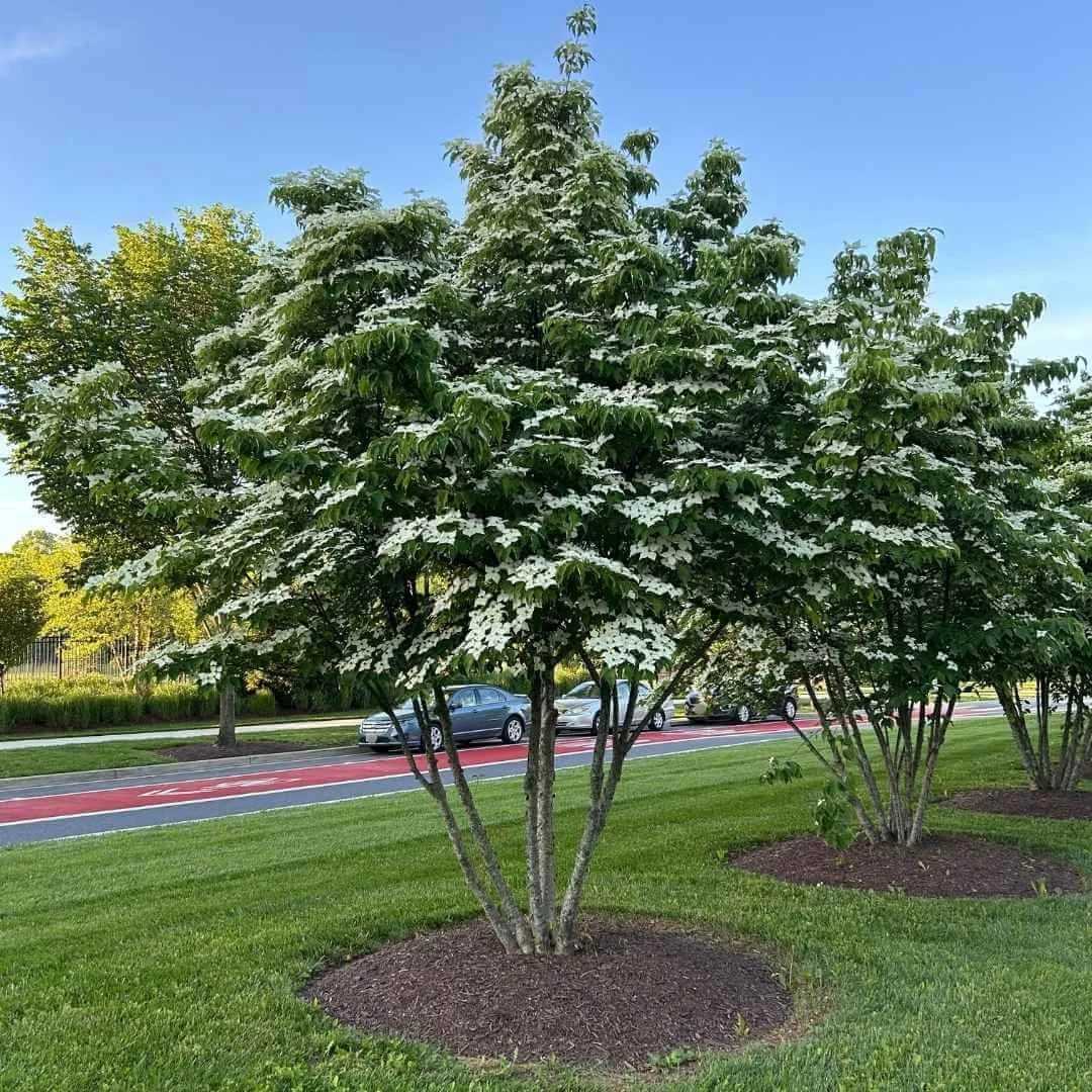 10 Low Maintenance Trees for a Beautiful Landscape