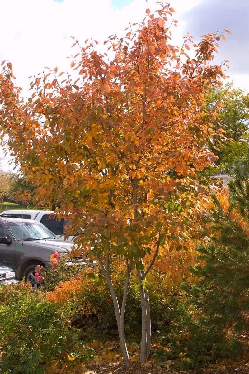 Autumn Brilliance serviceberry tree with red and orange fall foliage