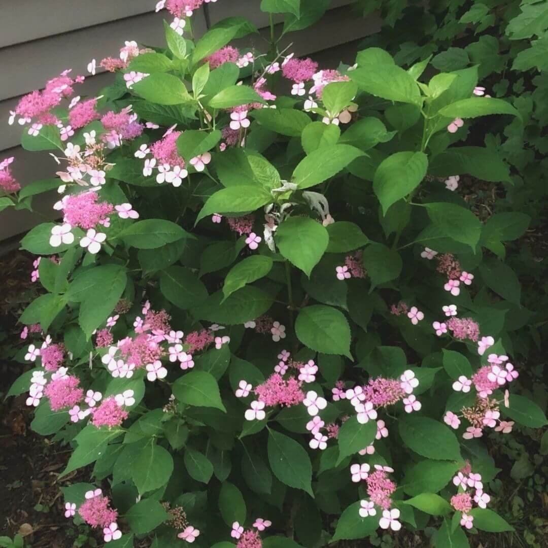Bluebird mountain hydrangea shrub planted as a foundation planting next to a house