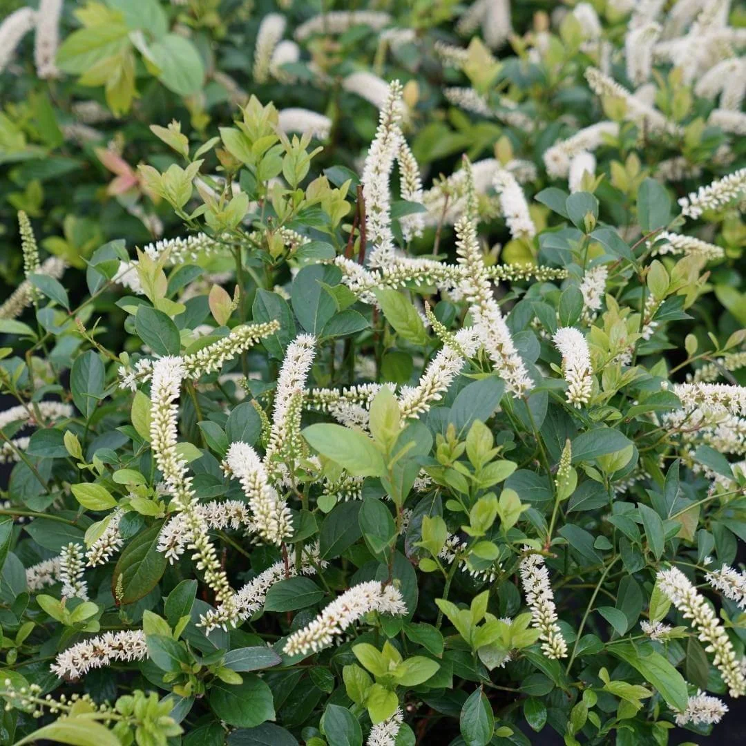 Closeup of Scentlandia Virginia sweetspire drooping white flower clusters and green leaves