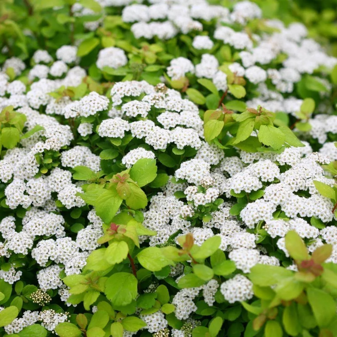non invasive spirea variety Glow Girl white flowers yellow green leaves