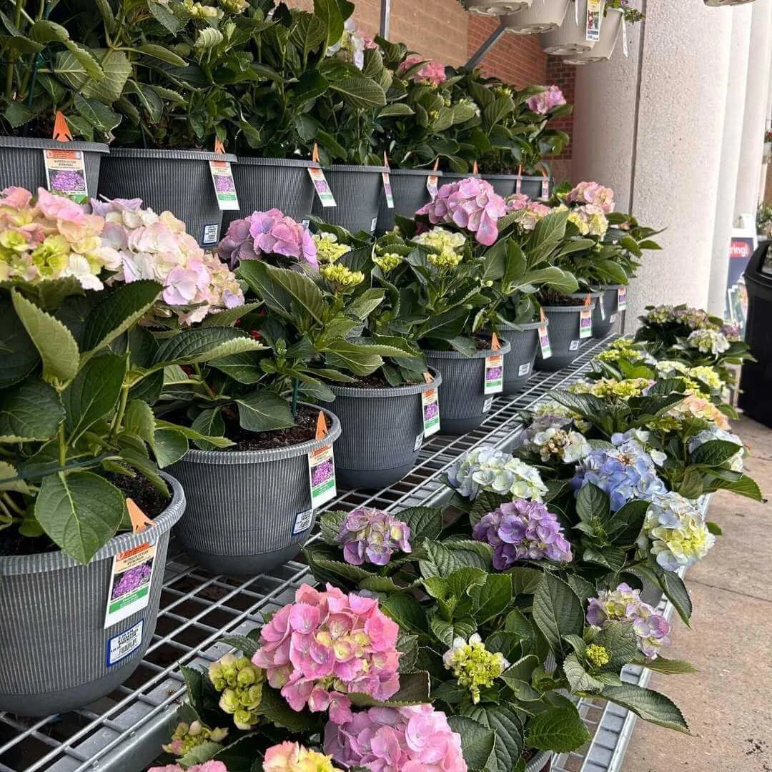 Which Hydrangea Should I Plant? 15 Best Hydrangeas for Every Garden