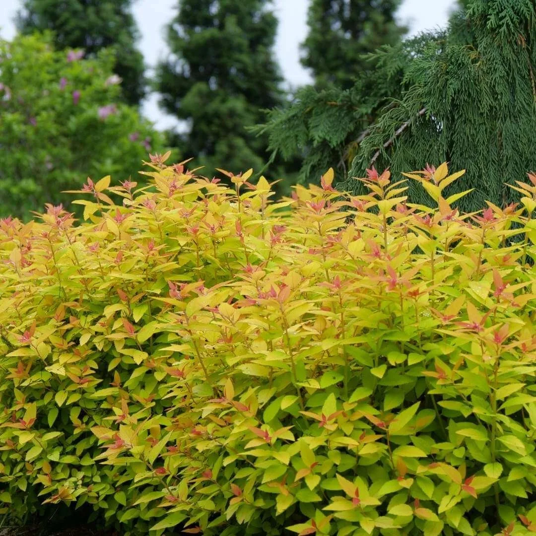 non invasive japanese spirea variety double play candy corn in garden bed with tree and shrub landscaping behind