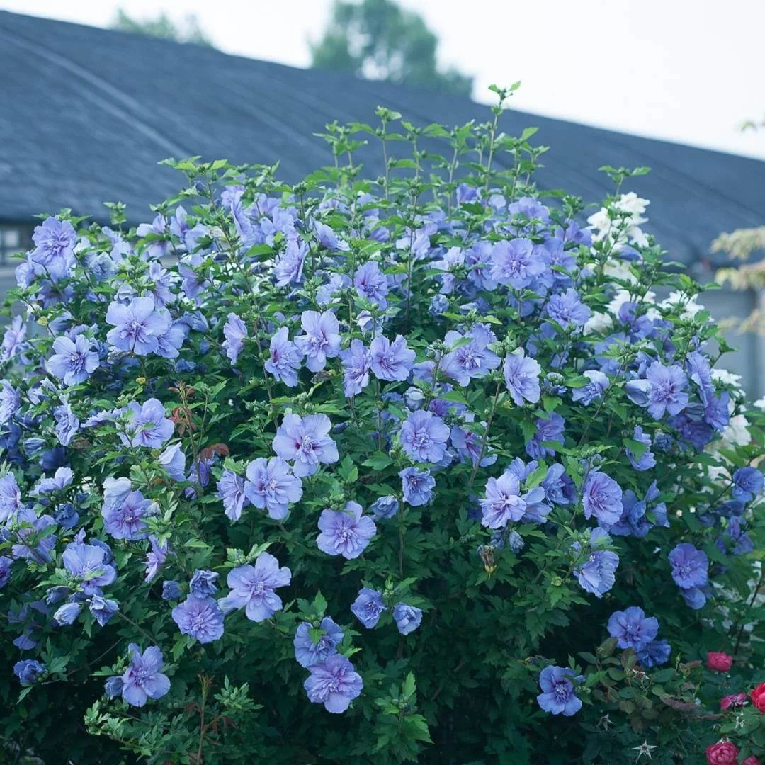 Blue Chiffon Rose of Sharon shrub with lavender-blue flowers growing in an outdoor landscape near a greenhouse with other flowering plants