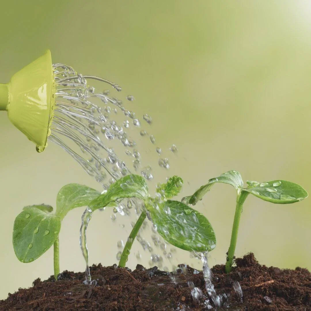 Closeup of hose nozzle spraying water on small seedlings sprouting from soil