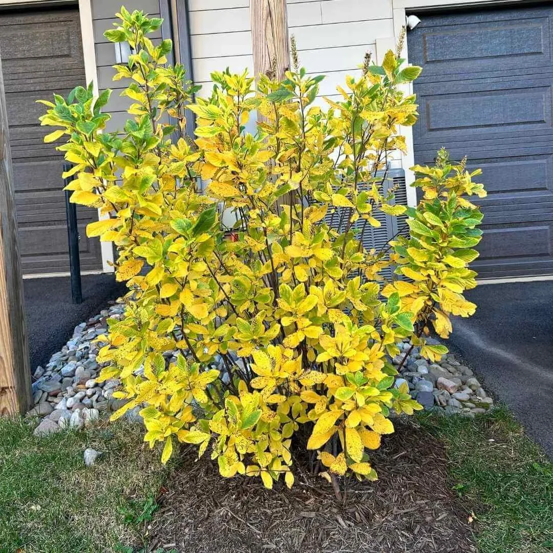 ruby spice summersweet screening air conditioner unit