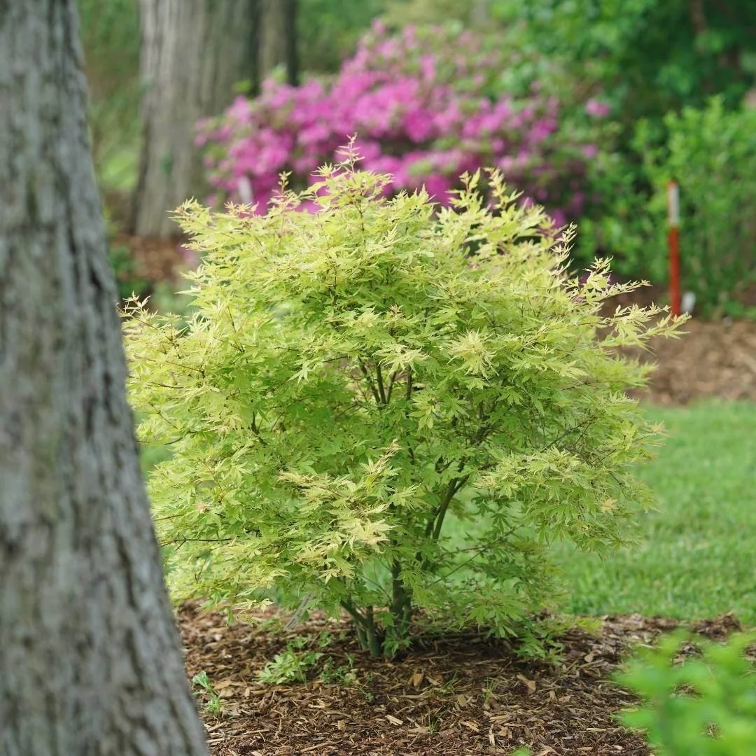 Metamorphosa Japanese maple with green spring foliage planted next to a tall tree in a front yard landscaping bed