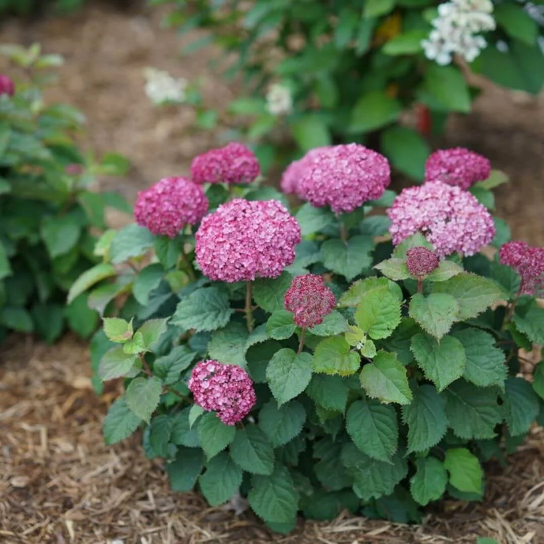 Invincibelle Mini mauvette smooth hydrangea growing in a garden bed.
