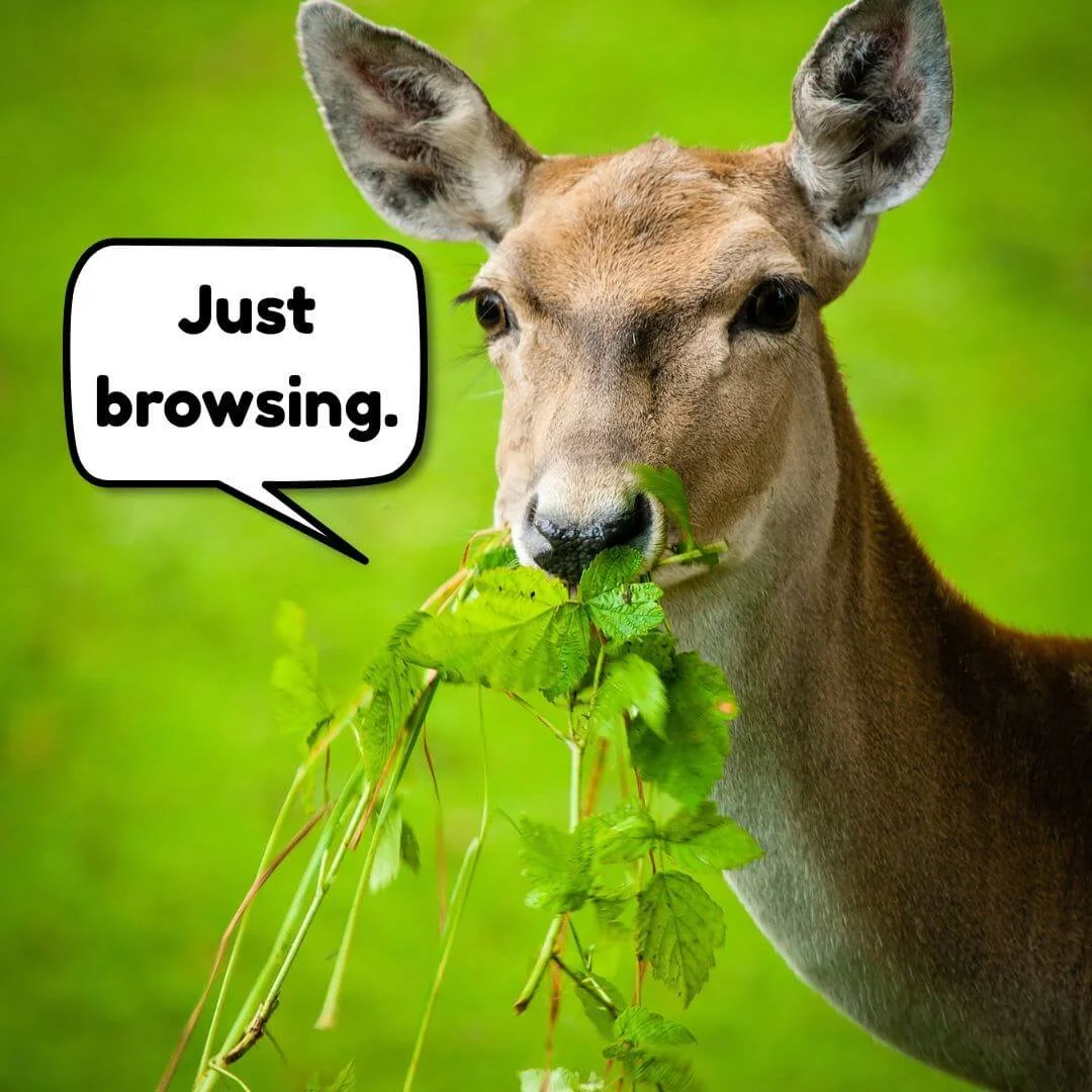 Deer eating plants in a garden, illustrating why deer resistant plants are important for gardeners dealing with deer pressure