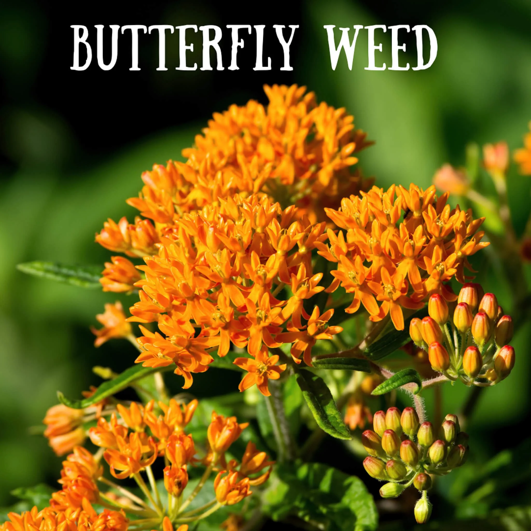 Kids' Butterfly Garden — Plant and Bloom Design Studio