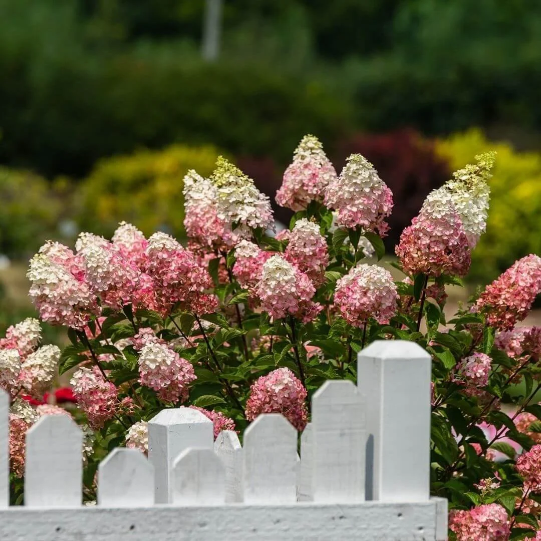 Berry White panicle hydrangea with pink and white flowers planted behind a white picket fence