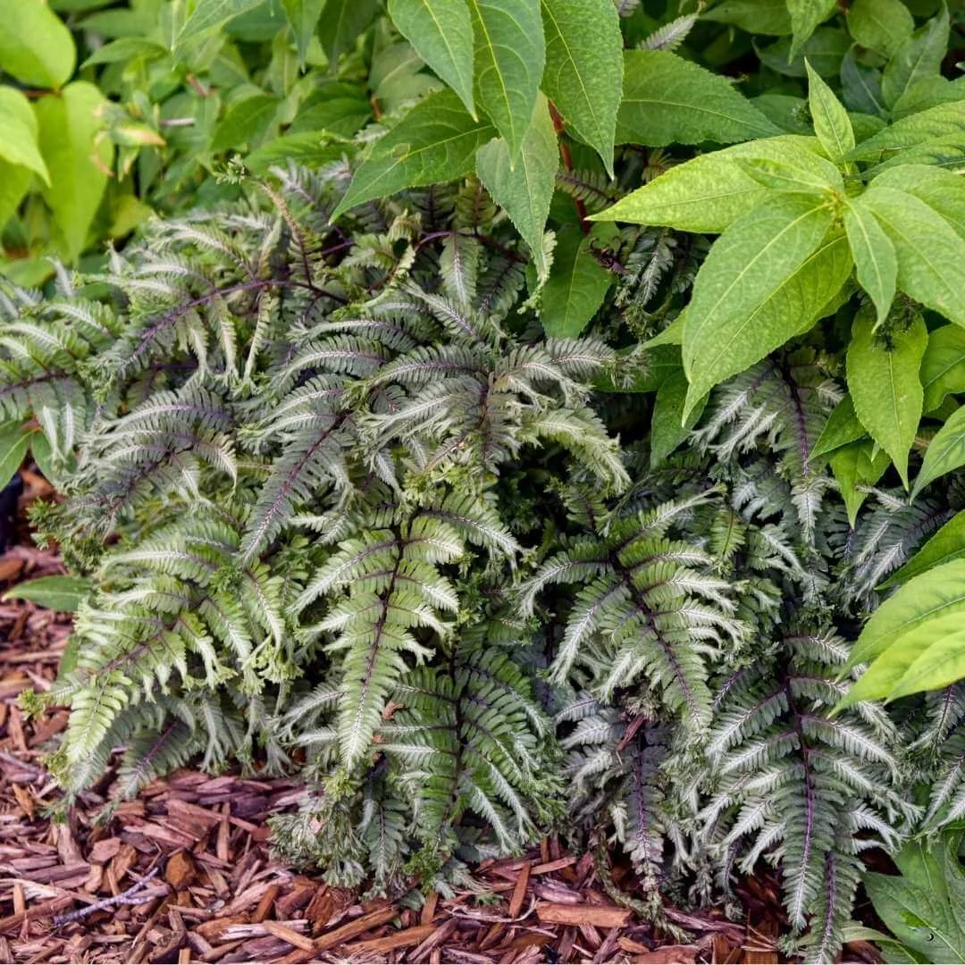 japanese painted fern shade plant closeup in mulched garden bed with plants