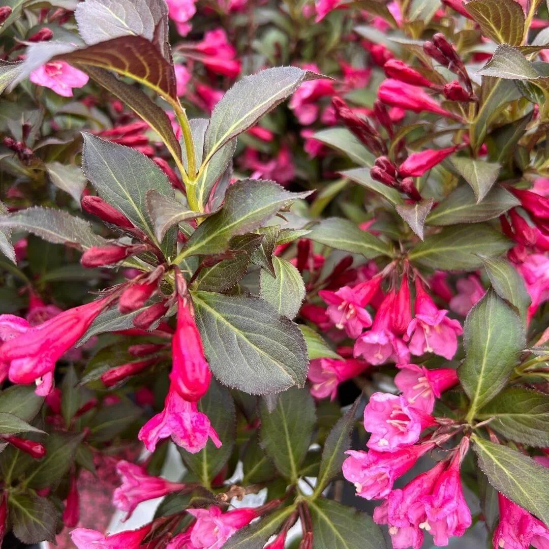 Closeup of Midnight Wine Shine weigela vivid pink flowers against dark glossy foliage