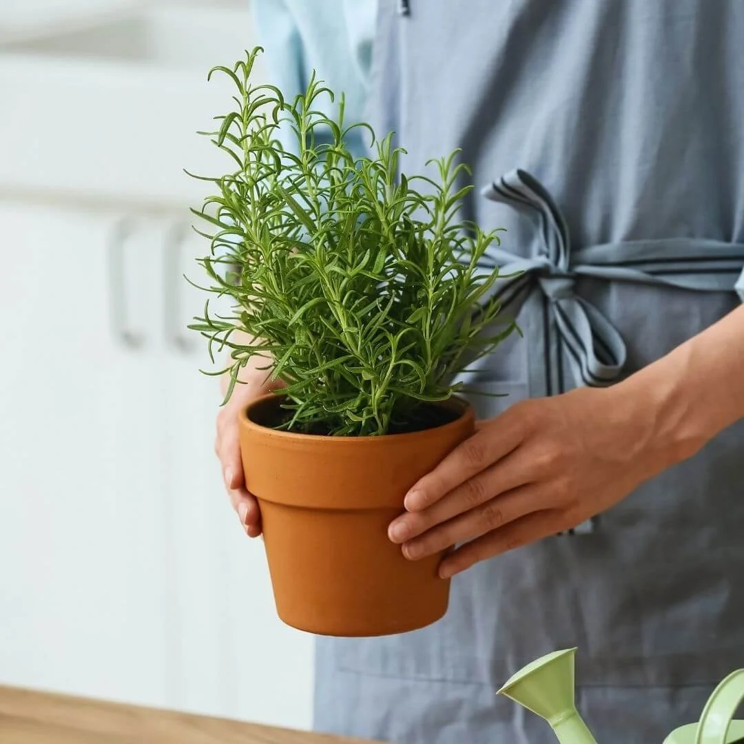 Hands holding a rosemary plant in a terracotta pot.