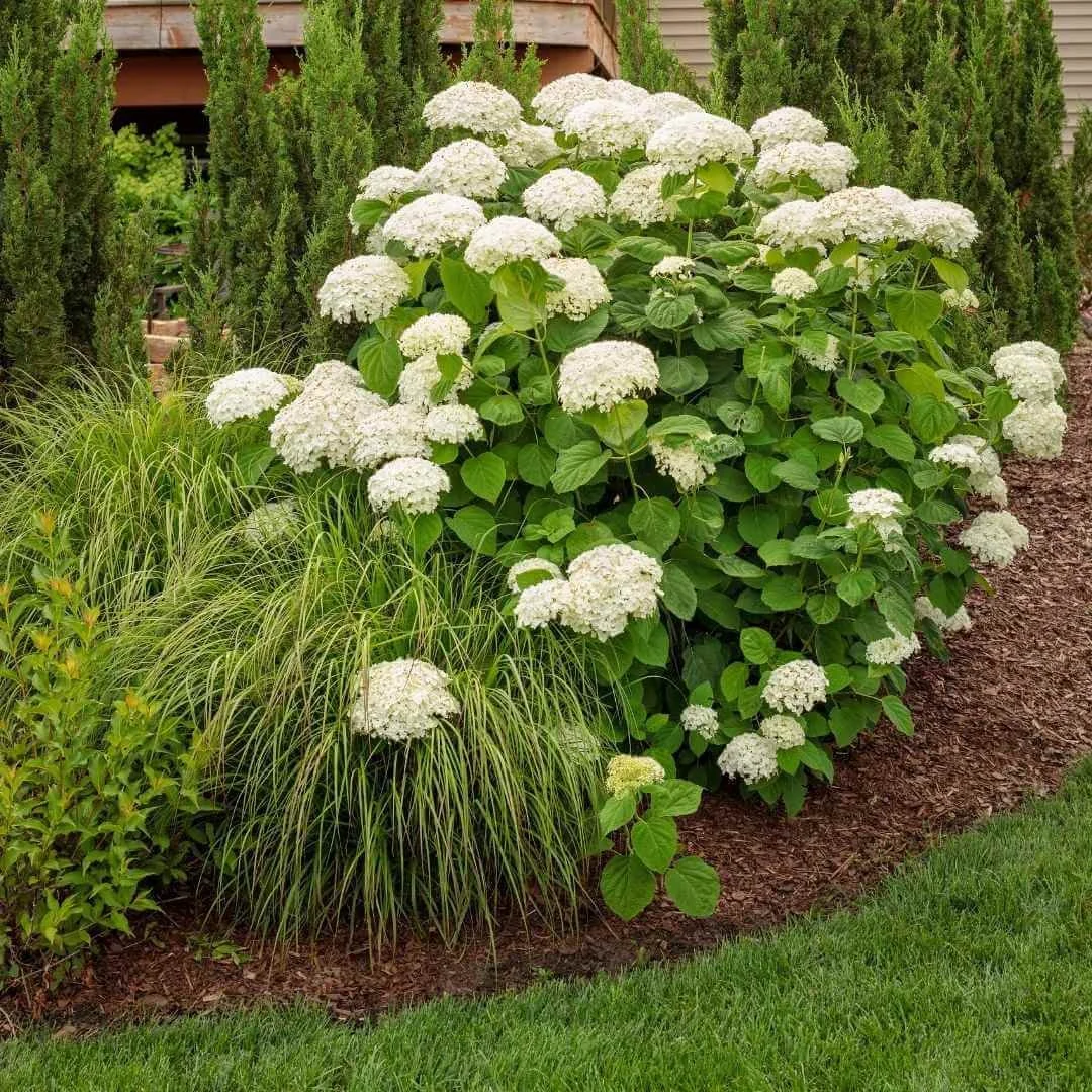 Incrediball hydrangea with white flowers planted next to Sonic Bloom Red weigela and Prairie Winds fountain grass in a garden bed