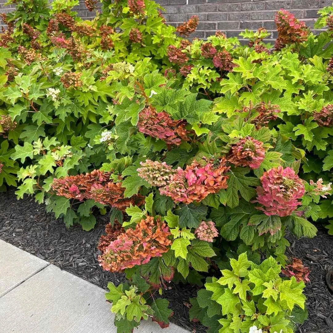 Ruby Slippers oakleaf hydrangea with pink blooms planted against a house in July
