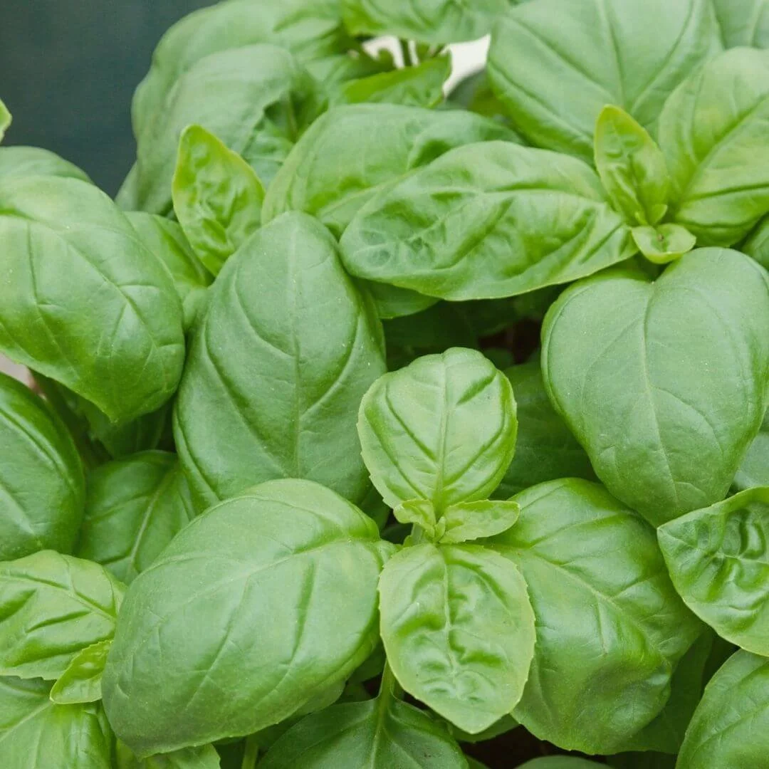 closeup of fresh basil leaves in the garden