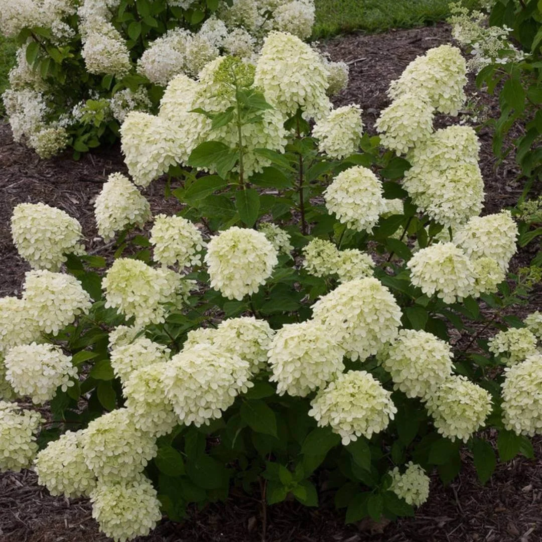 Little Lime panicle hydrangea with white flowers growing in a mulched garden bed